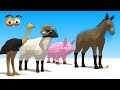 CUBE BUILDER for KIDS (HD) - Various Animals Compilation (1) - AApV