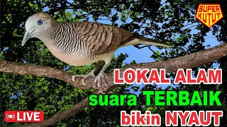 suara burung Perkutut Lokal Gacor alam liar - PANDAI mancing bunyi