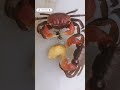 crab want to eat bee 🐝 karma for crab 🦀