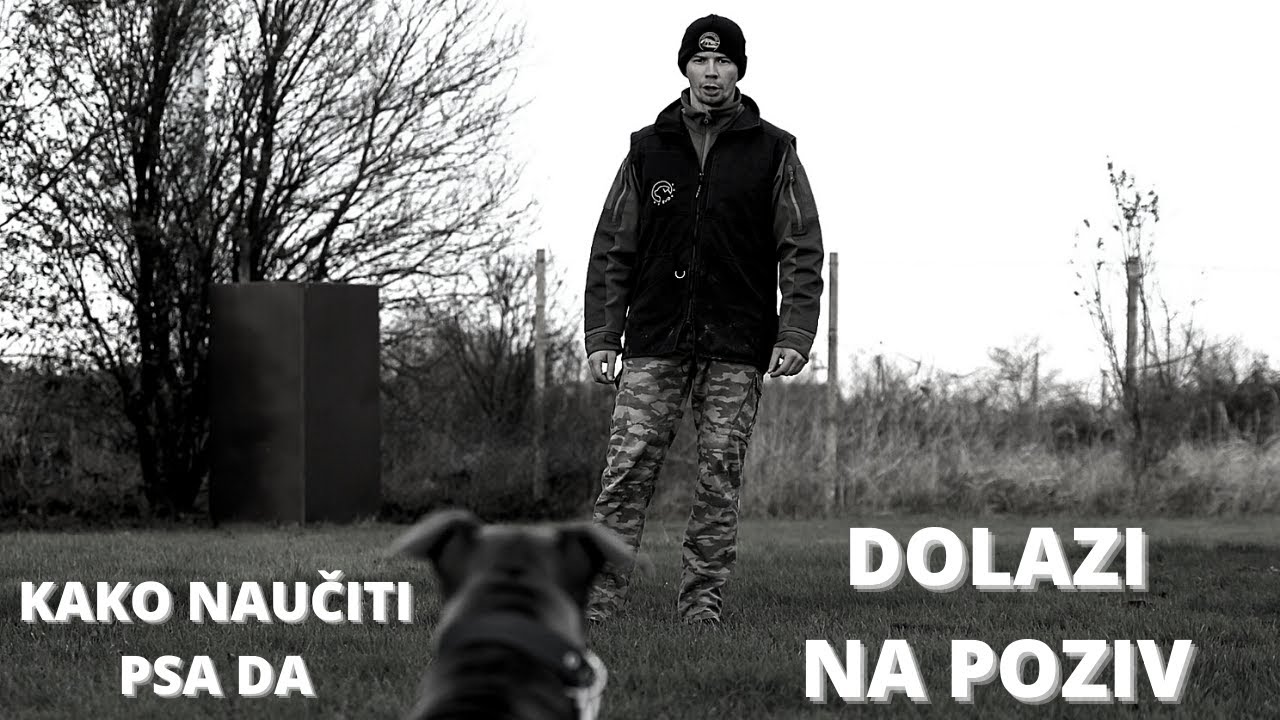 Kako naučiti psa da dolazi na poziv