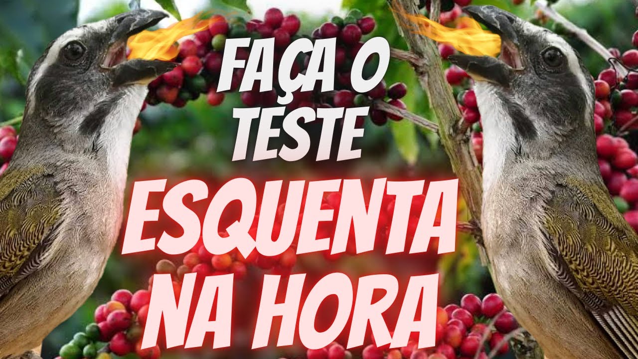 CANTO PARA ESQUENTAR TRINCA FERRO 🚀 ESQUENTA NA HORA