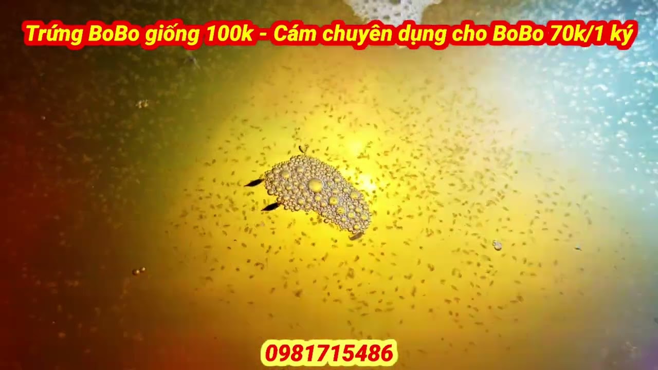 Nuôi BoBo ( Moina ) phát triễn bầy nhanh chóng - Tạo nguồn thức ăn chủ động cho Guppies