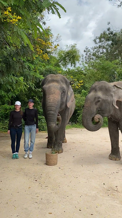 Peaceful Escape: Cambodia’s Forest Sanctuary & Sustainable Tourism