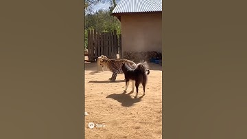 Dog Dodges Leopard Attack, Cat Joins the Fight #animals #cat #catvideos #animalfight #catshorts