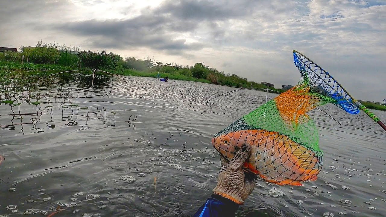 Ternyata ada juga‼️Menangkap ikan di rawa dapat banyak hasil