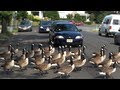 CRAZY CANADA GEESE