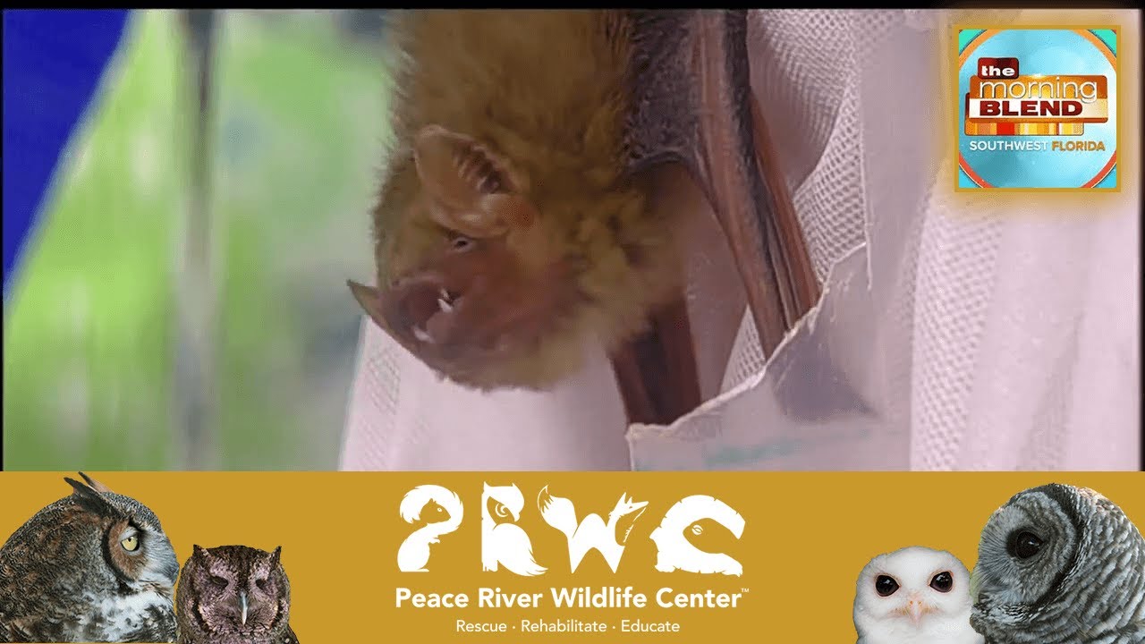 Northern Yellow Bats on FOX4 Morning Blend with Dr. Robin  