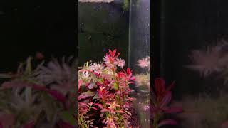 Rotala Sunset #reelsfb #foryou #vairal#reels#viralshorts #aquariumshopdinajpur  #aquascapegallery