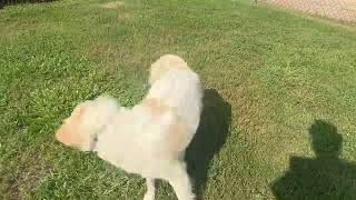 Video of adoptable pet named Boyce