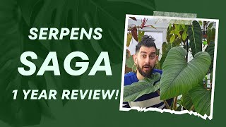 🌿 Philodendron Serpens: My Honest 1-Year Verdict! 🌟 | From Unboxing to Now screenshot 5