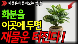 화분은 이곳에 두시면 재물운 폭발합니다ㅣ식물ㅣ풍수ㅣ음양오행ㅣ대운