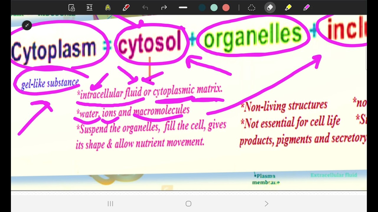 Cell biology 1 part 4 (SGU)