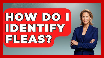 How Do I Identify Fleas? - Insects and Invaders
