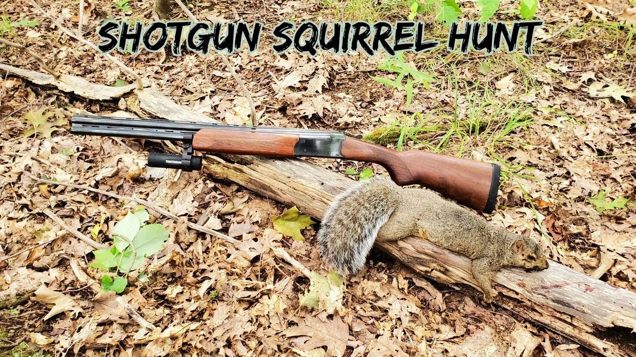 Squirrel Hunting With Shotgun Stoeger Condor Youth 20 Gauge Over