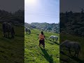 Such A Beautiful Nature Is Like Heaven Travel Animals Horse Shorts Such A Beautiful Nature Is Like Heaven Travel Animals Horse Shorts