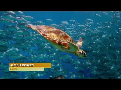 Sea Turtle Nesting on Sal Island | CV no Ar