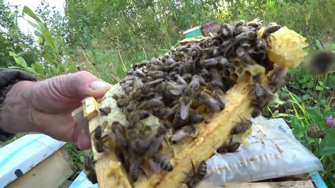 КАК СЕЙЧАС ОБСТАЯТ ДЕЛА НА ПАСЕКЕ, ОСЕННИЕ РАБОТЫ С ПЧЁЛАМИ - YouTube