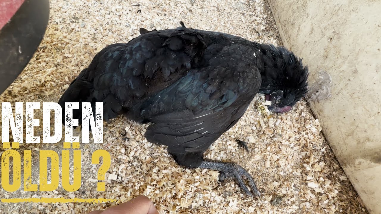 AUSTRALORP TAVUK ÖLMÜŞ | YUMURTA TOPLADIM |