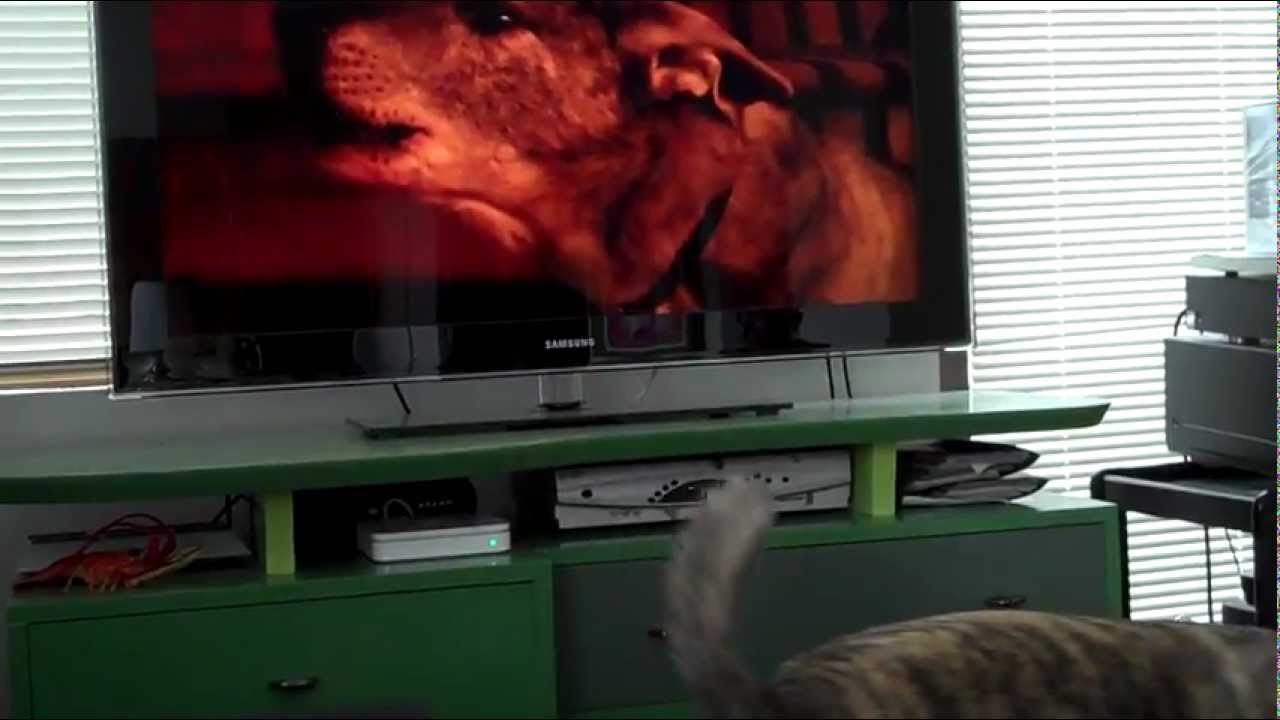 Trace Dog HOWLS AT HIMSELF SINGING on TV