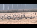 В стае появились новенькие.