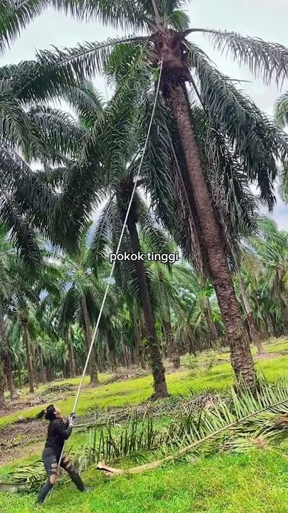 Luar biasa keterampilan wanita ini panen kelapa sawit