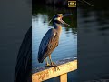 This Radiant Bird Call | Cinematic Twilight Perch On A River Bridge | 4K Short #shorts #birdcall