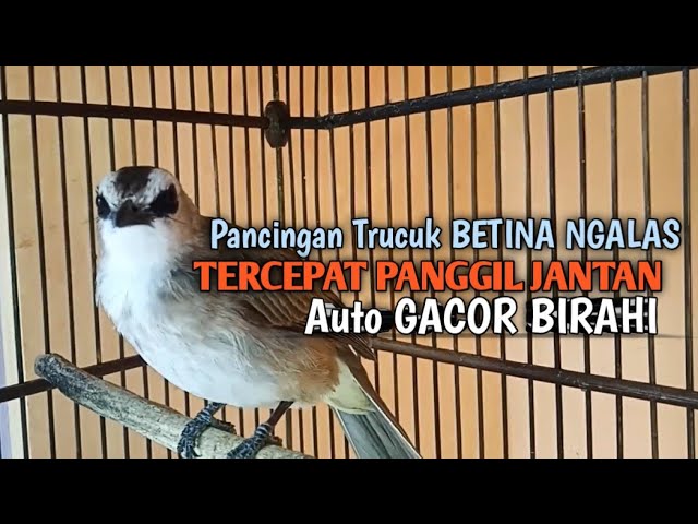 Trucuk Betina memanggil Jantan NGALAS CUK CUK KERAS Suara TERCEPAT jadikan Trucukan Gacor JANTAN class=