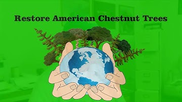Restore the American Chestnut Tree