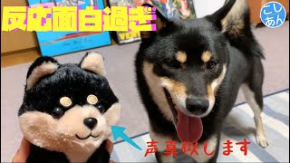 声マネする豆黒柴のぬいぐるみを見せたら面白かったwww【黒柴こしあん】