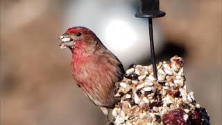 story wa terbaru// story wa burung gereja