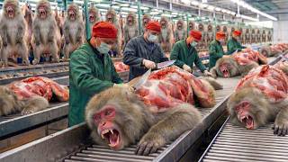 Shocking Truth Exposed: The Dark Reality Behind the Japanese Macaque Leather Industry