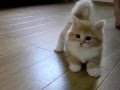 Confused fluffy kitten playing  funny cat