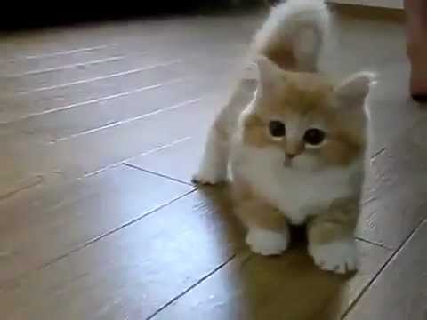 confused-fluffy-kitten-playing---funny-cat