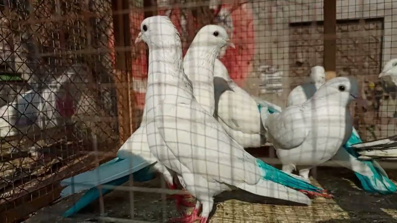 یہ ہے خوبصورتی لاری اڈا بازار کی شوقین یہاں پے خوبصورتی دیکھنے اتے ہیں