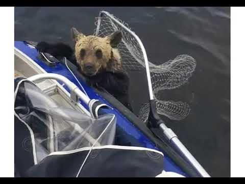 fisherman saves this Bear Cubs from Drowning faith in humanity