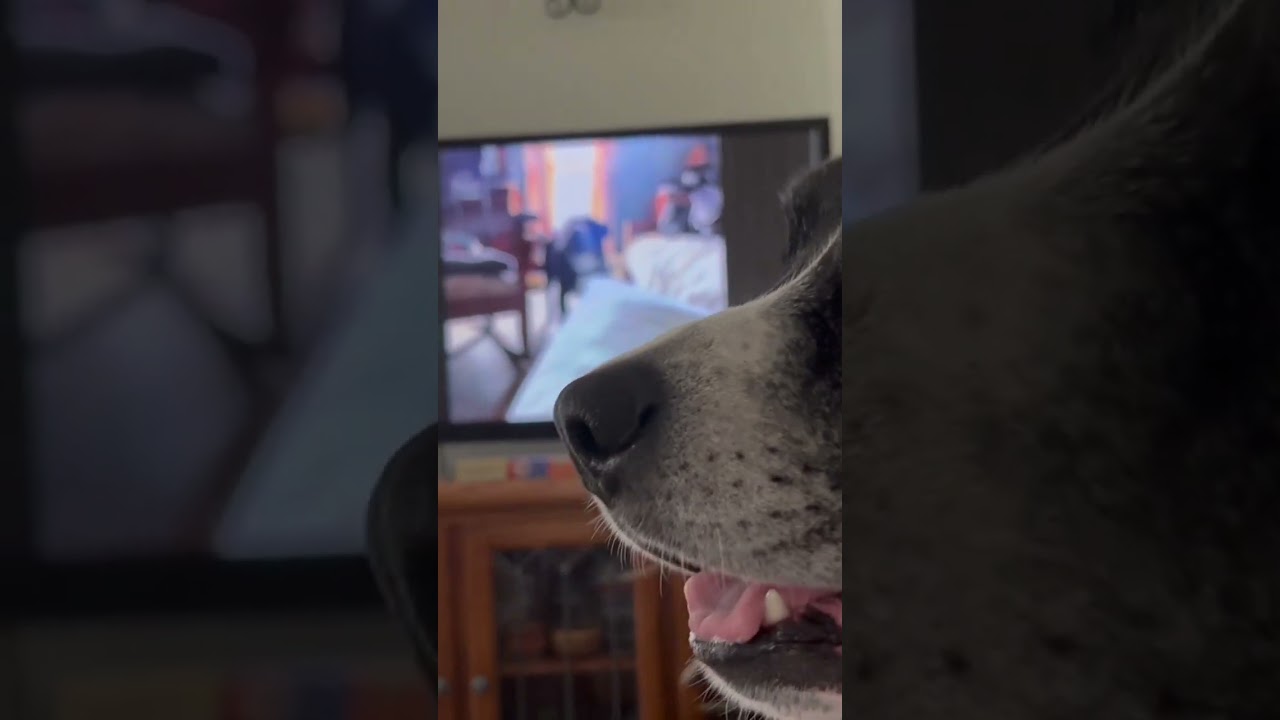 Benny howling at his video of him howling 