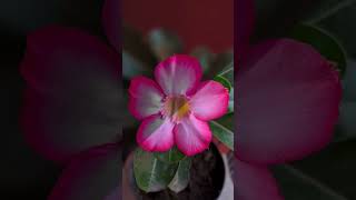 AFTER - BEFORE #flower #bunga  #shorts #short gear editing picture : #afterfocus #like screenshot 3