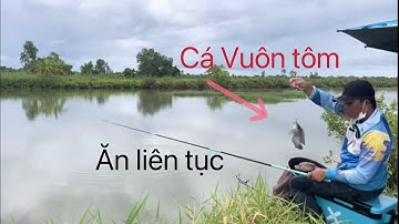 Câu đài….Trải nghiệm câu cá rô phi nước mặn trong vuông nuôi tôm và cái kết ‘’