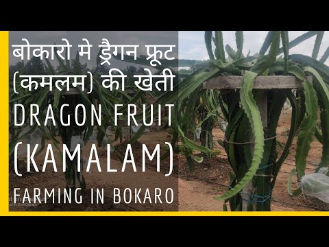 Dragon Fruit (Kamalam) in Bokaro Jharkhand