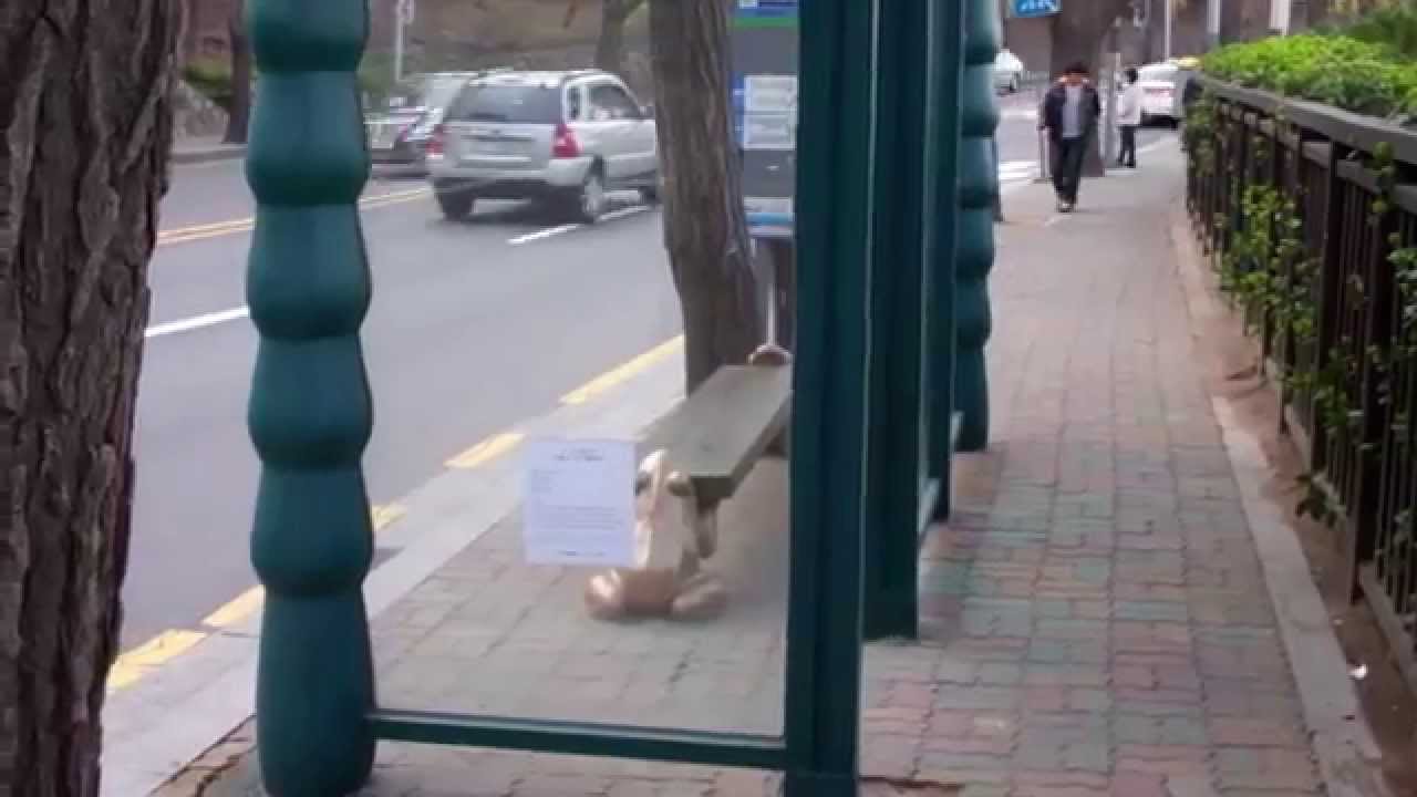 Cherry blossoms: My morning commute on foot