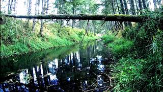 Relaxing Video - Creek River with Birds Chirping in the background
A 10-minute relaxing video - Creek River with Birds Chirping in the background Relaxing Video - Creek River with Birds Chirping in the background