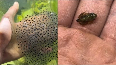 Mini frog army from egg to frog in 4 months.