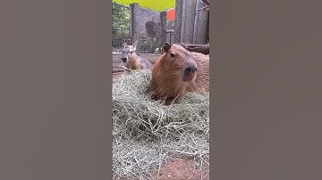 Capybara & kangaroo #capybara #capy #capibara