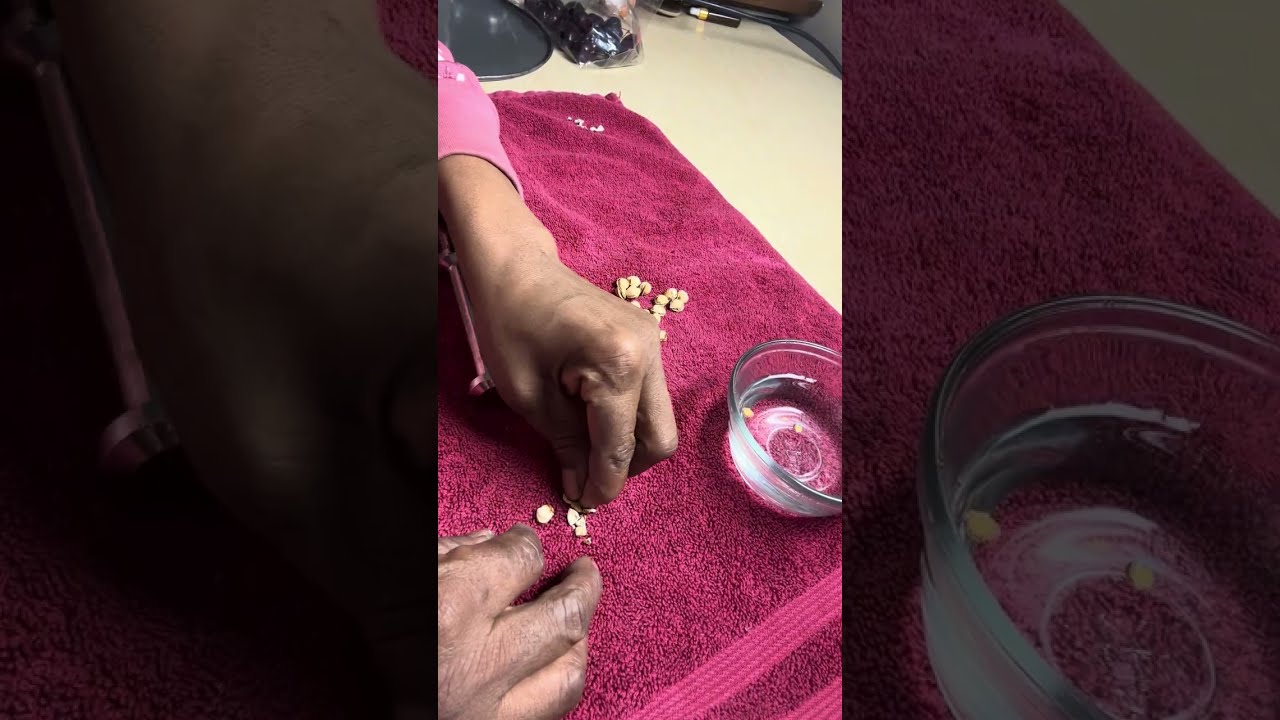 🍒 Crack, Soak & Prep Sweet Cherry Seeds for Fast Germination 🌱 