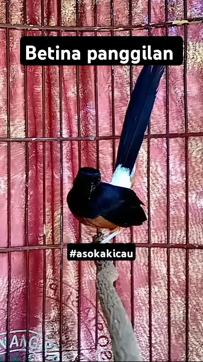 suara burung murai gacor betina