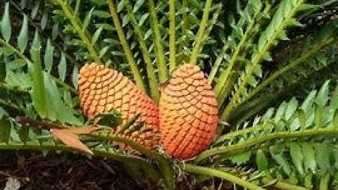 Lucknow University|| B.Sc. Biology(NEP) Sem-2|| Botany Practical File || Gymnosperms || Part-2