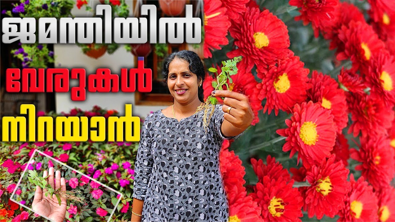 ഒരു ജെമന്തിയിൽ നിന്നും 100 ജെമന്തി ചെടി😱|For crysanthemum to take root quickly
