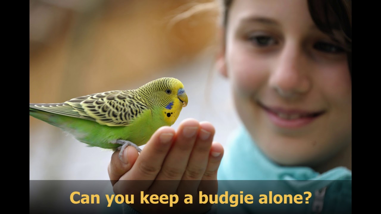 Can you keep a budgie alone YouTube