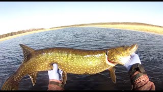 Lets tie and catch pike with a black fly