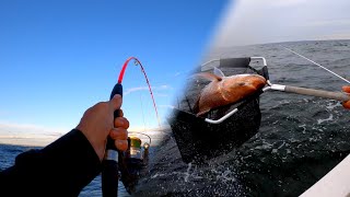 MONSTER Snapper Mayhem!
